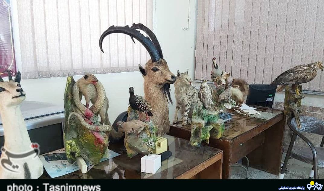 تاکسیدرمی 