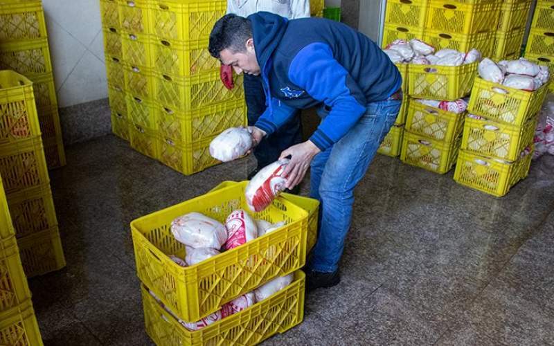 سناریوی گرانی مرغ از عید تا رمضان