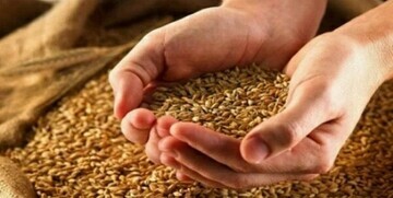 قیمت گندم مشخص شد/ اعلام جزییات