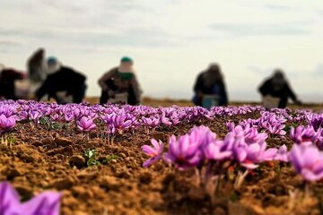 قیمت زعفران سر به فلک کشید / سفرههای ایرانی بدون زعفران قیمت زعفران سر به فلک کشید / سفرههای ایرانی بدون زعفران