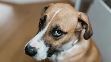 سگها بوی ترس را حس میکنند؟