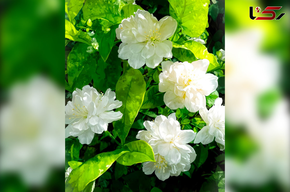 فال قهوه هندی دوکاپ + فیلم