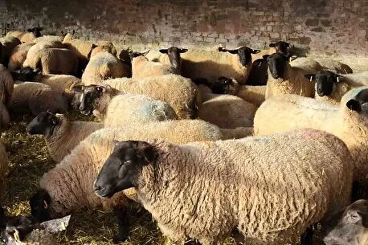 قیمت دام زنده امروز جمعه ۲۴ بهمن ۱۴۰۴/ گوشت ارزان شد قیمت دام زنده امروز جمعه ۲۴ بهمن ۱۴۰۴/ گوشت ارزان شد