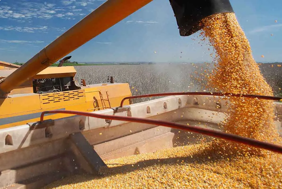 تصمیم جنجالی دولت/ آزمایش مجدد واردات دامی حذف شد تصمیم جنجالی دولت/ آزمایش مجدد واردات دامی حذف شد