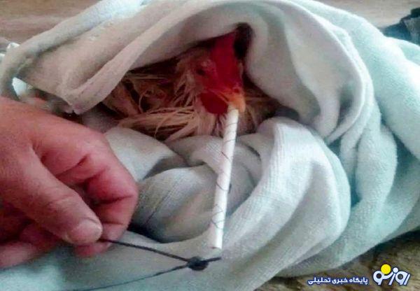 مرغهای گوشتی با طعم تریاک! مرغهای گوشتی با طعم تریاک!