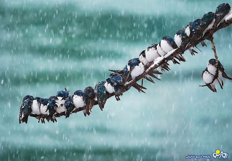 دلیل اصلی نباریدن باران چیست؟