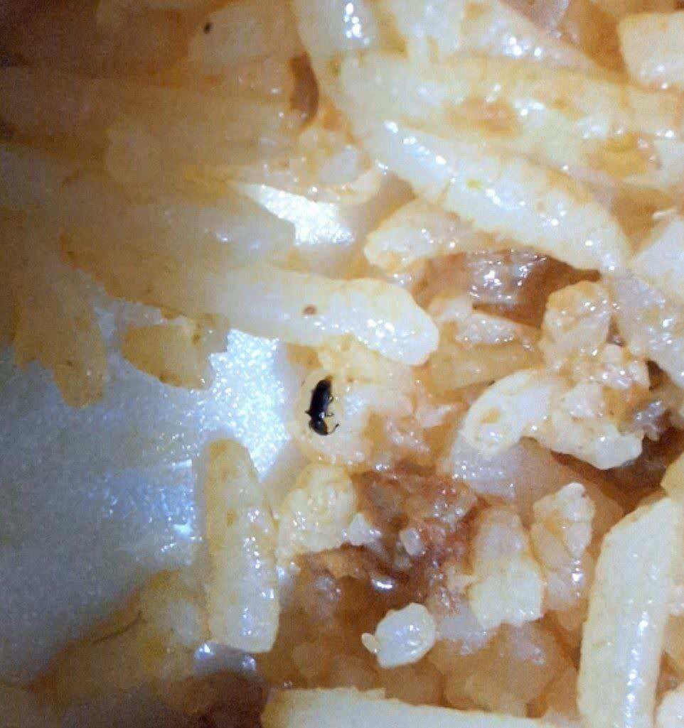 غذای دانشگاه‌های کشور