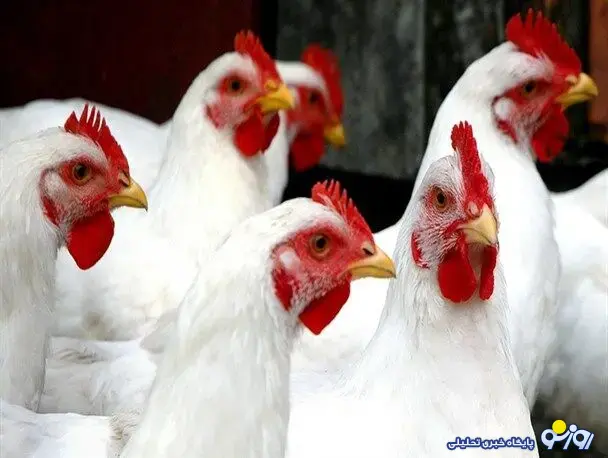 ماجرای مرغهای تریاکی واقعیت دارد؟ ماجرای مرغهای تریاکی واقعیت دارد؟