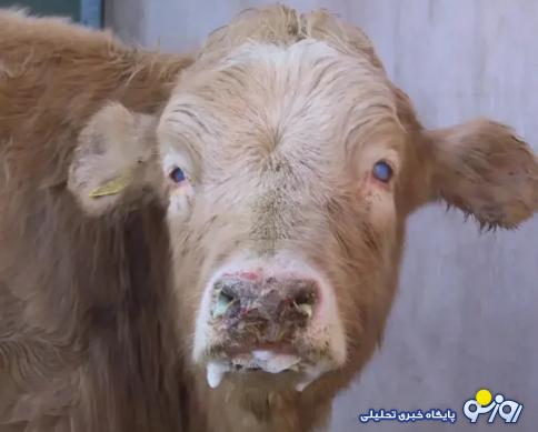 دام آلوده از کشور‌های همسایه وارد ایران شد