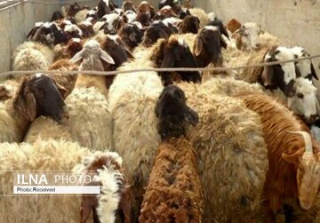 قیمت دام زنده ویژه عید قربان اعلام شد/ جایگاه های عرضه دام زنده قیمت دام زنده ویژه عید قربان اعلام شد/ جایگاه های عرضه دام زنده